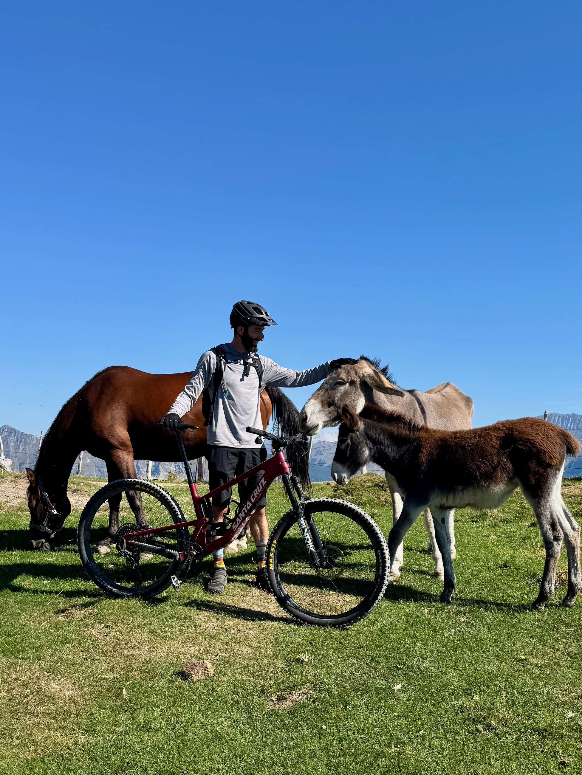 Grazing horses and donkeys